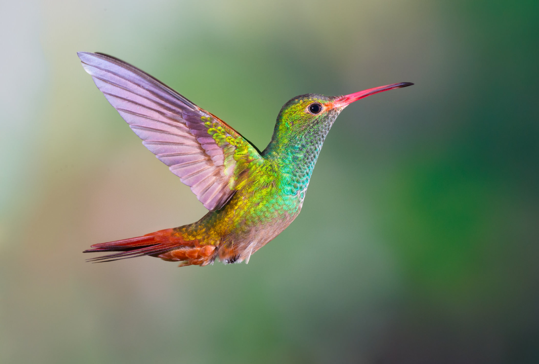Beautiful Examples Of Bird Photography Riset