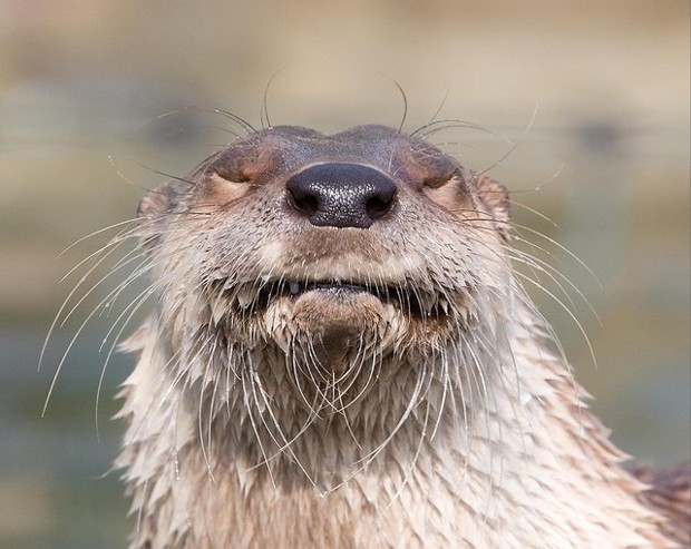 71 of the Most Hilarious Derpy Animal Faces