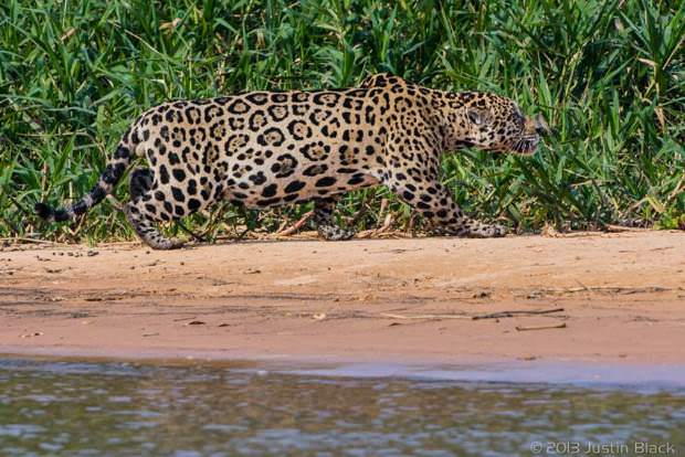 caiman jaguar 1 image 