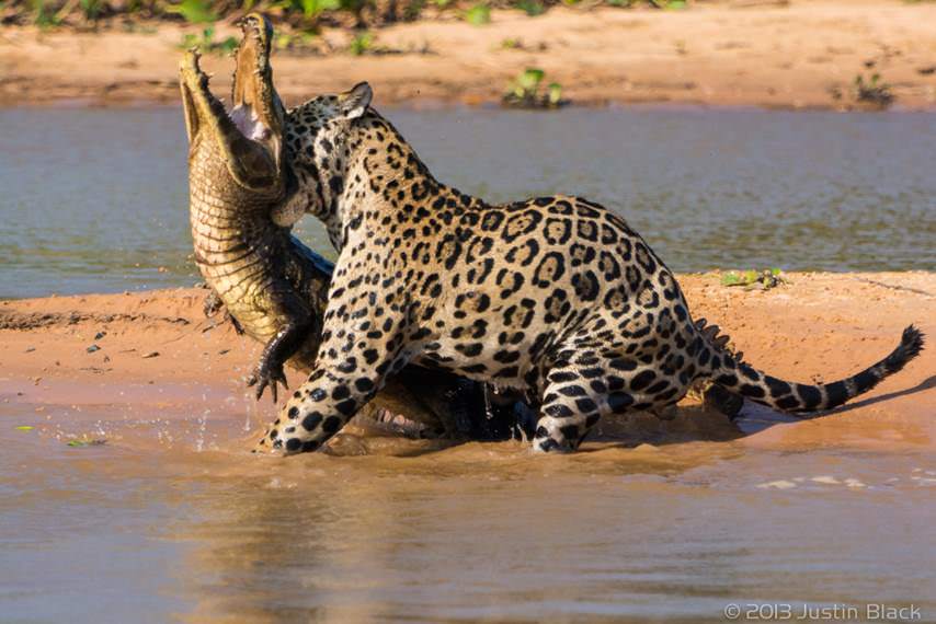 caiman jaguar 3 image 