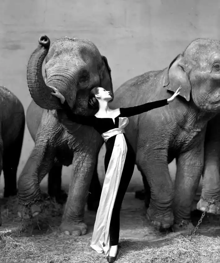 richard avedon dovima with elephants christies image 