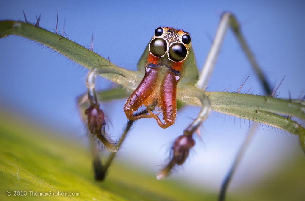 Lyssomanes sp. Male Jumping Spider - Belize image 