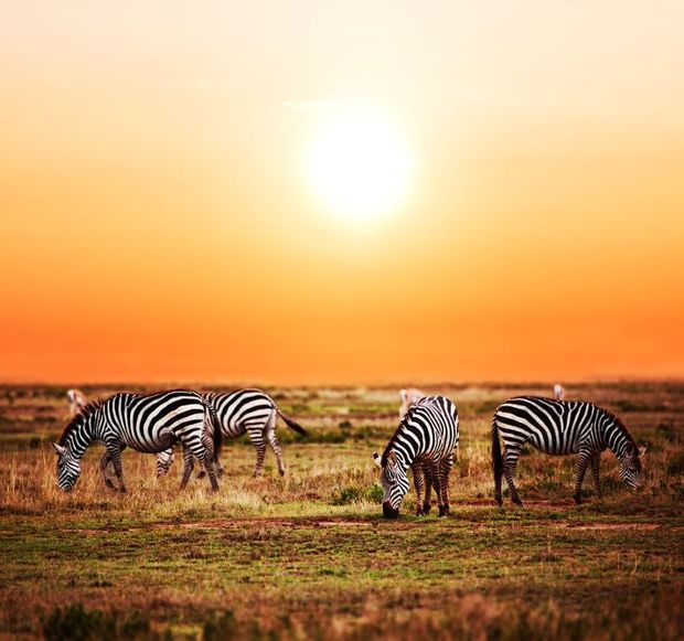 wildlife photo of zebras image 