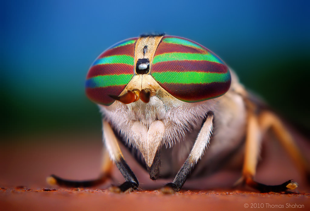 Female Striped Horse Fly (Tabanus lineola) image 