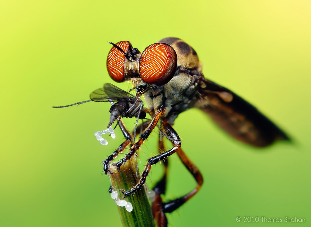 Robber Fly with Prey (Holcocephala fusca) image 
