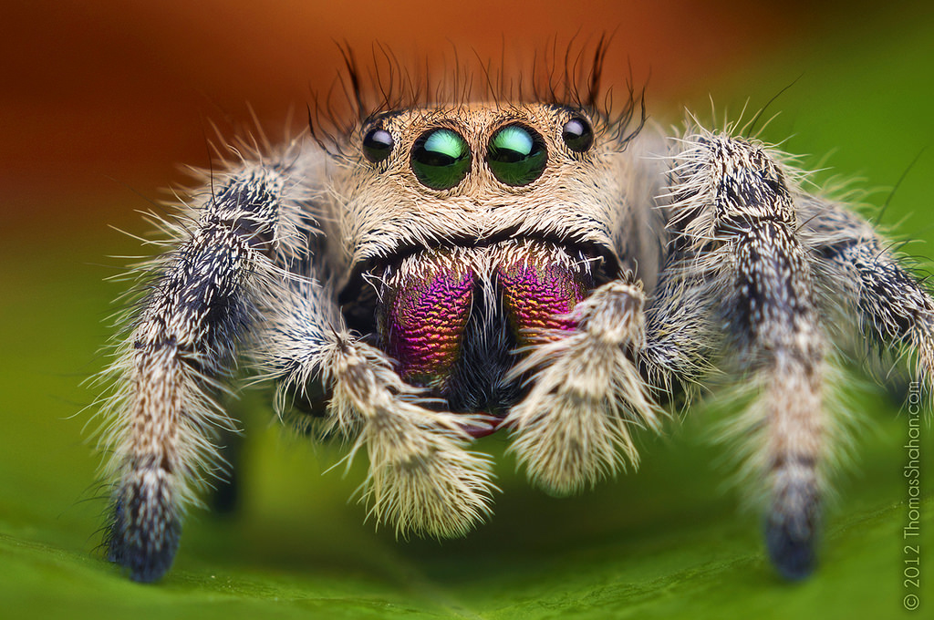 Female Jumping Spider - Phidippus regius - Florida image 