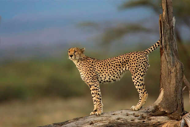 Cheetah branch 2014 image 