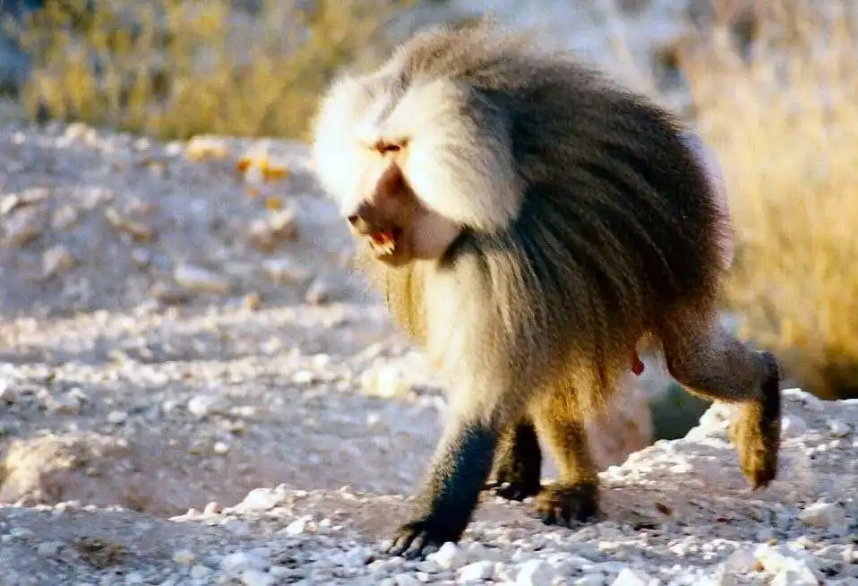 monkey002 image 