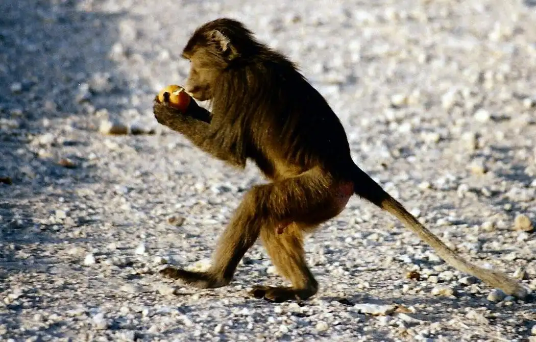 monkey 004 image 