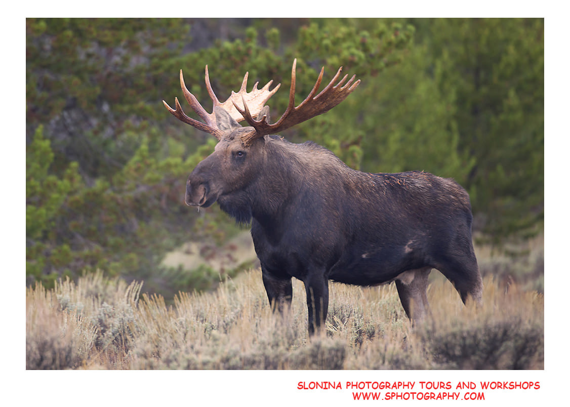Bull Moose Photo Tour MG 0346 image 