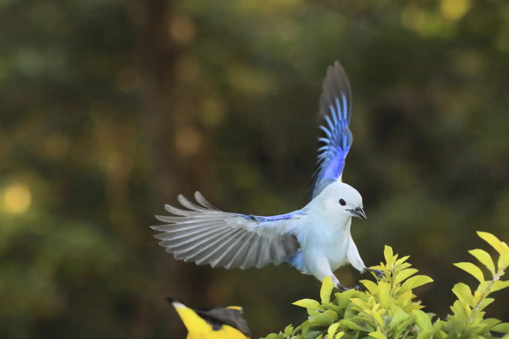 Advanced Bird Photography: Birds in Flight (Part 2)