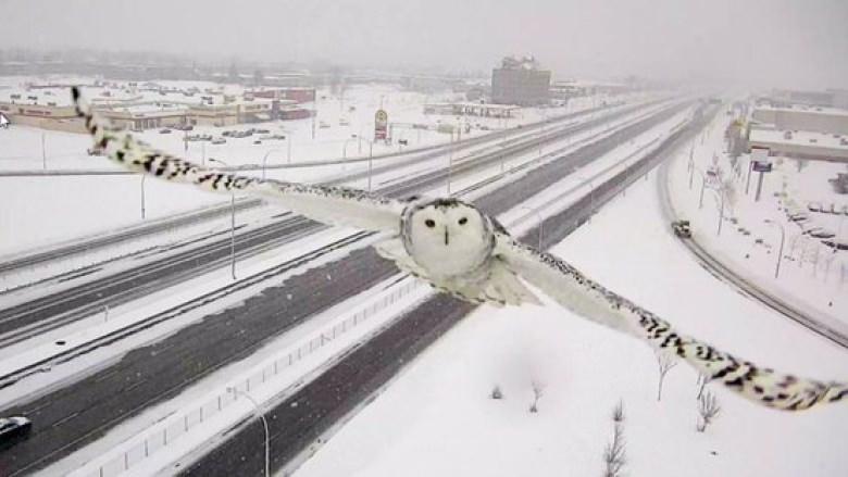 snow owl image 