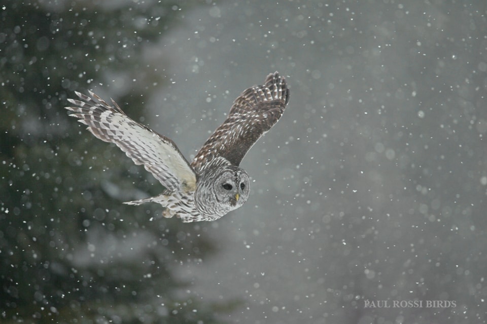 Barred Owl Snow Flight min image 