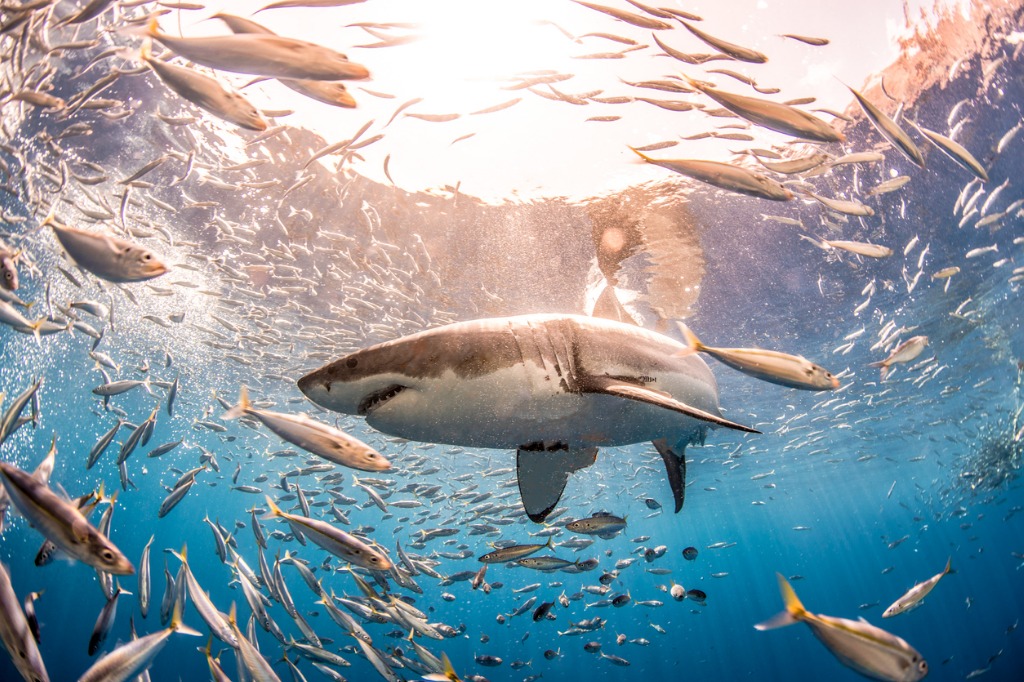 great white shark picture id861765874 image 