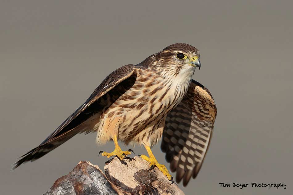 bird photography tips tim boyer image 