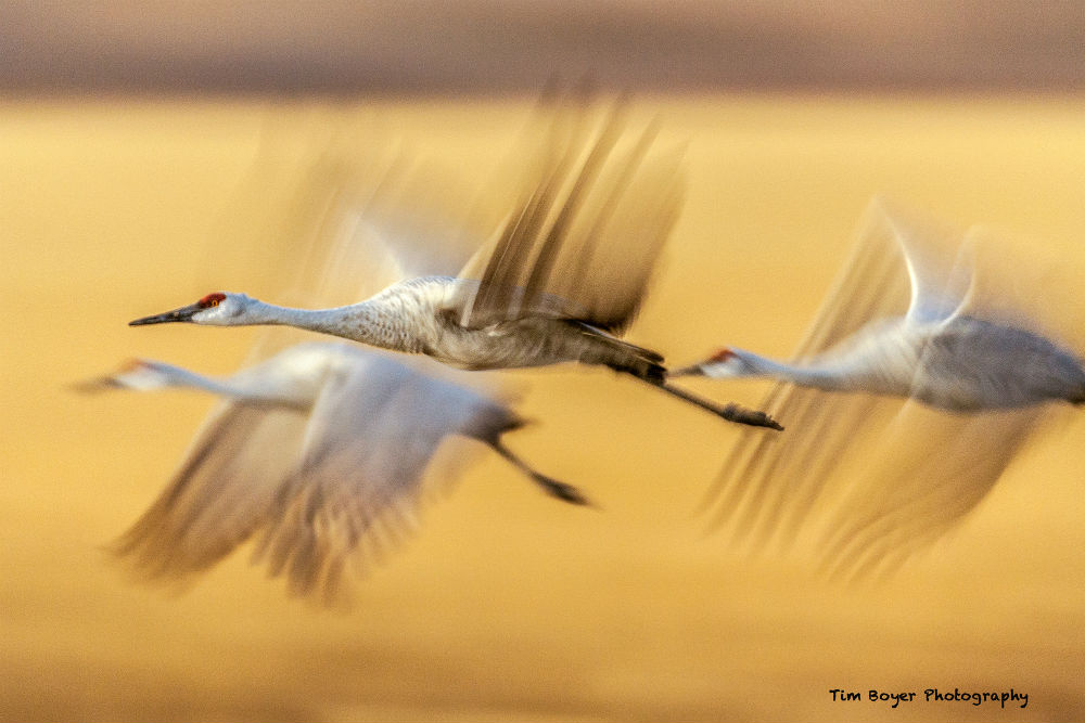 Sandhill Cranes Evening Flight  image 