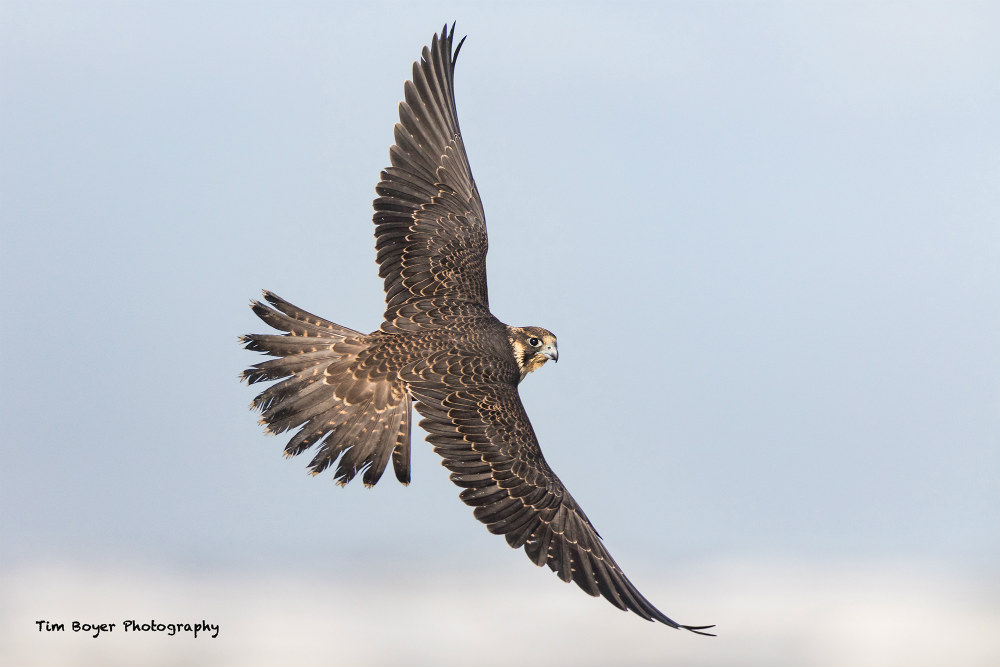 A Beginner's Guide to Photographing Birds in Flight