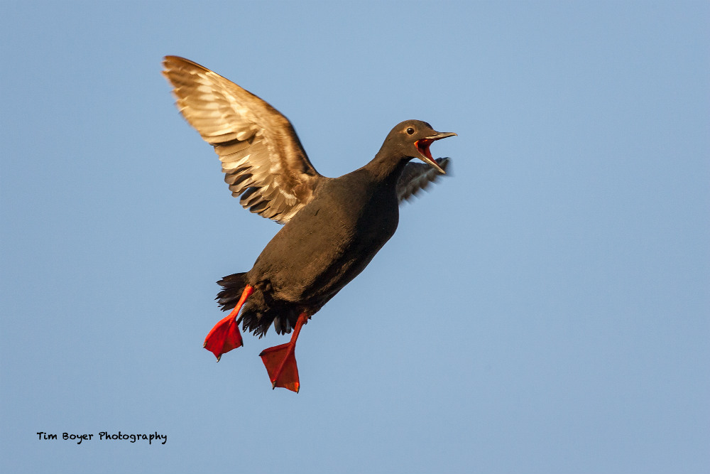 how to photograph birds in flight image 
