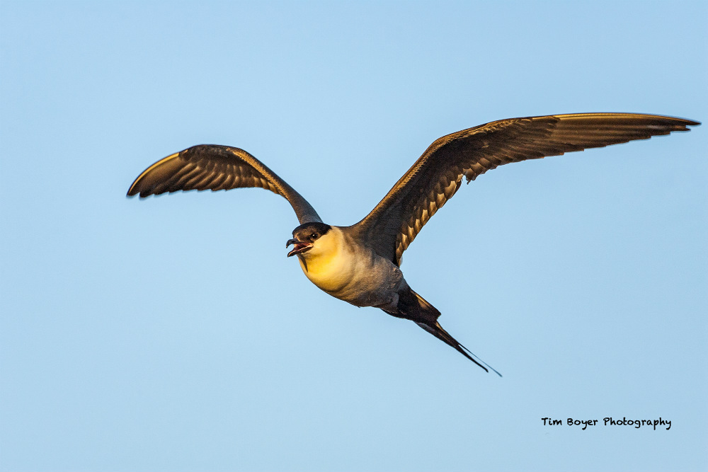 photographing birds in flight image 