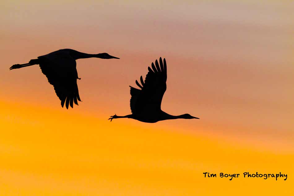bird photography tips tim boyer image 