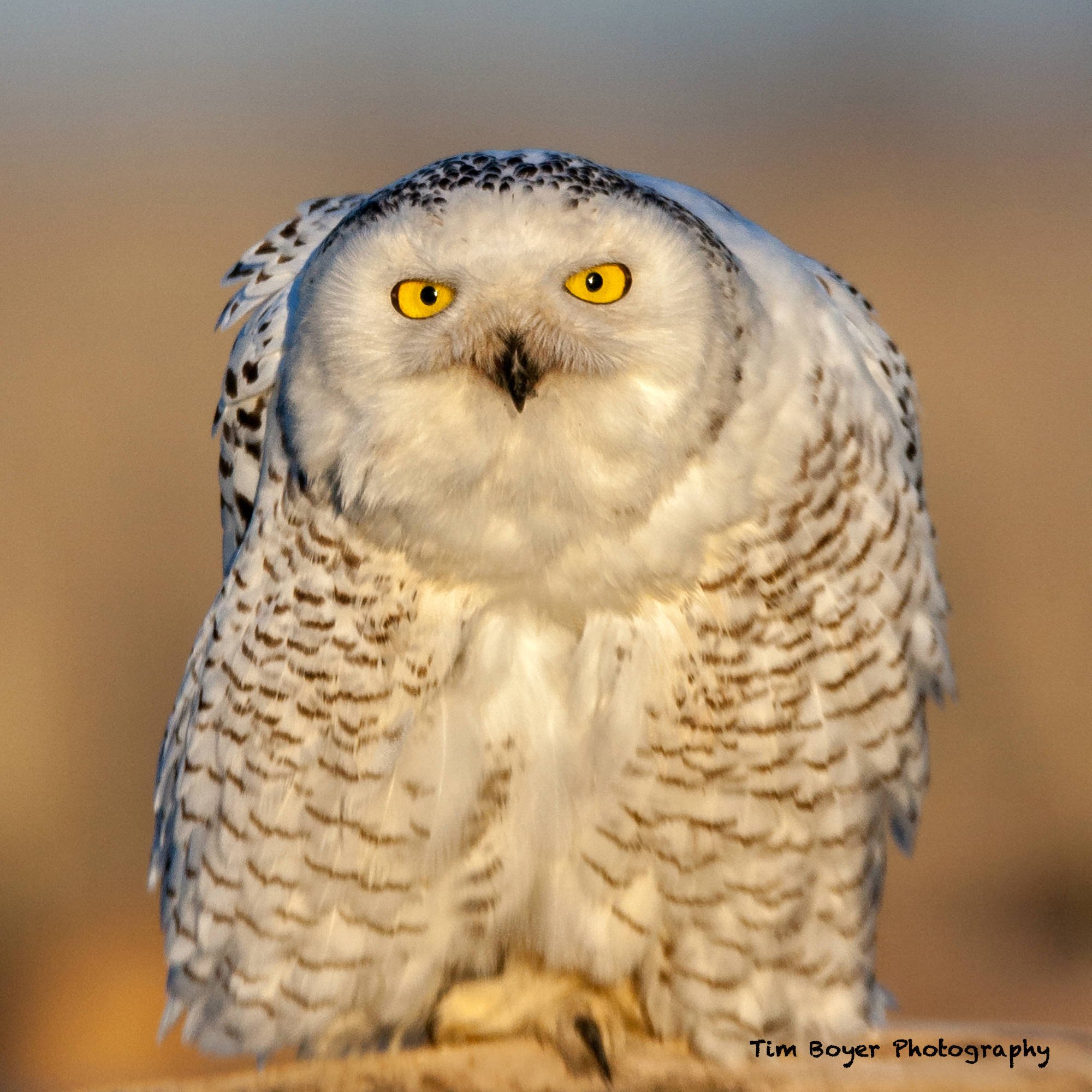 Snowy Owl image 