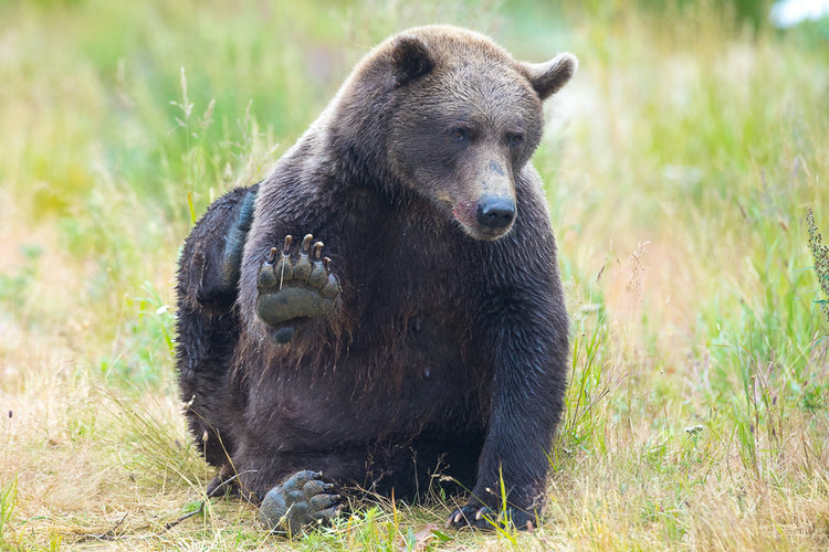 alaska bear photography