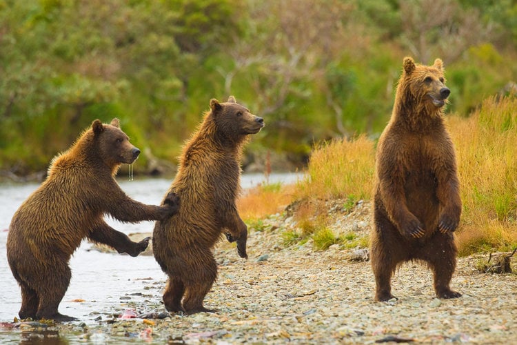 grizzly bear photo tour