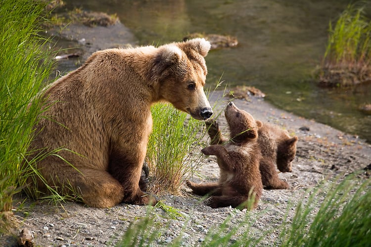 grizzly sow and cubs image 