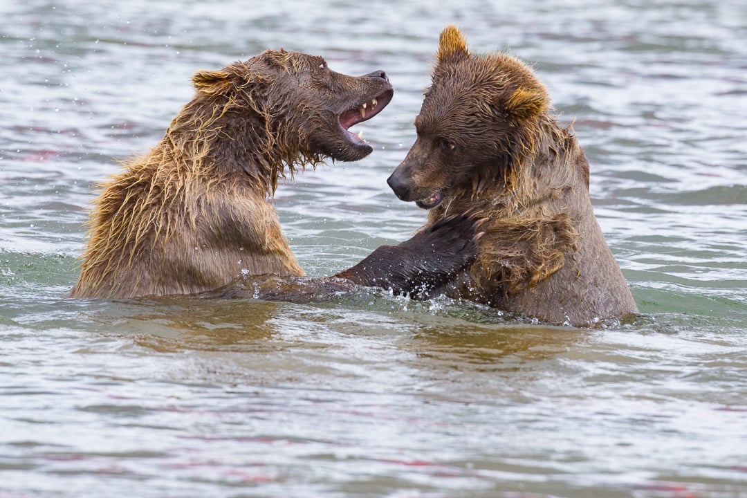 photographing bears in alaska