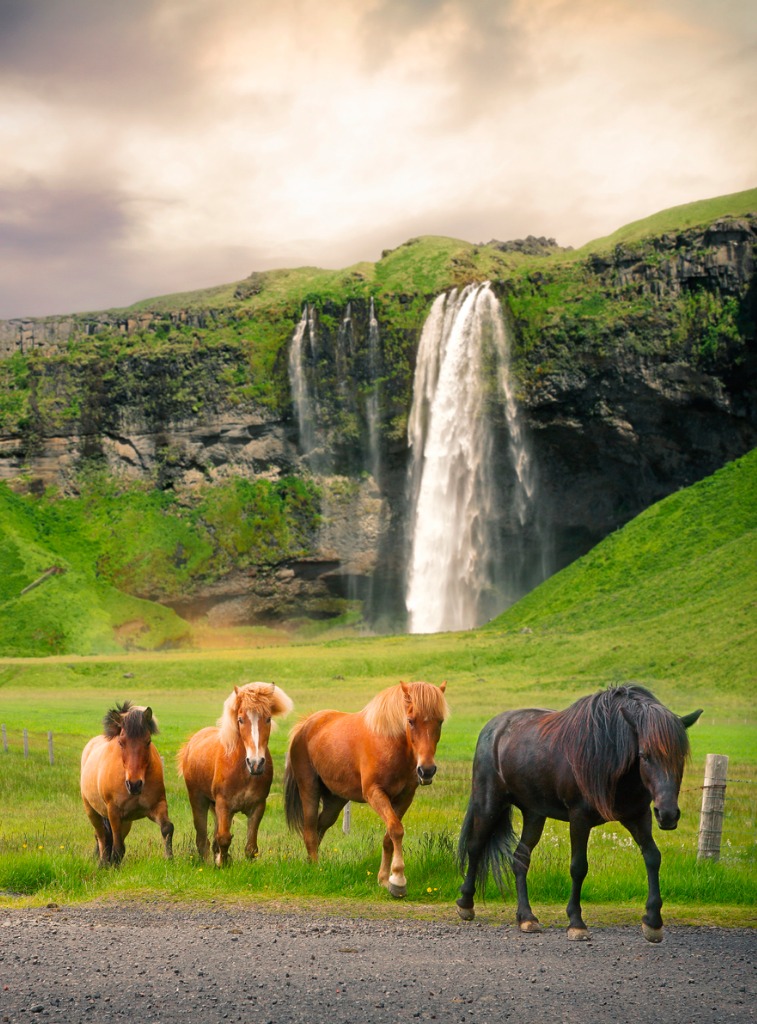 group of icelandic horses at seljalandsfoss waterfall picture id675324498 image 