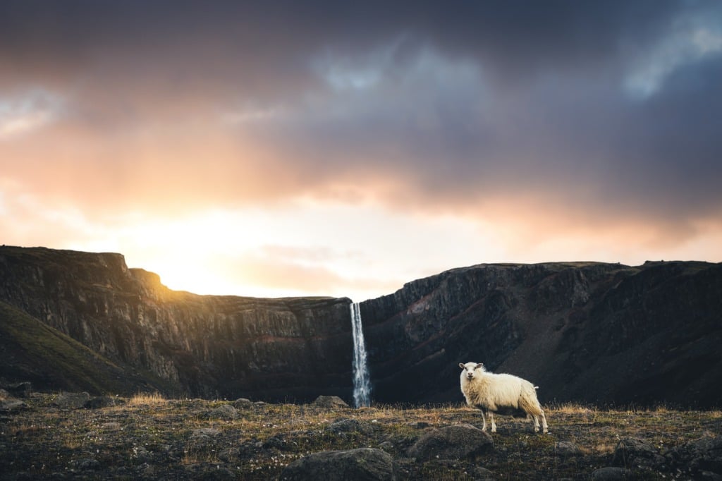 hengifoss waterfall with icelandic sheep picture id861674948 image 