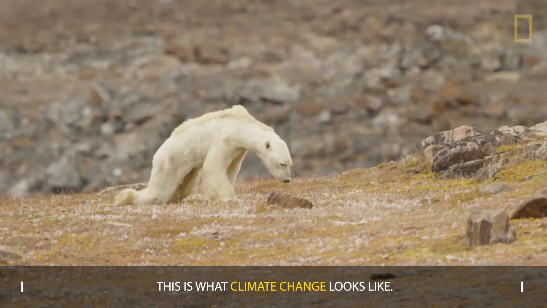 Nat Geo Walks Back Claims That Viral Photo Showing Starving Polar Bear is  Linked to Climate Change