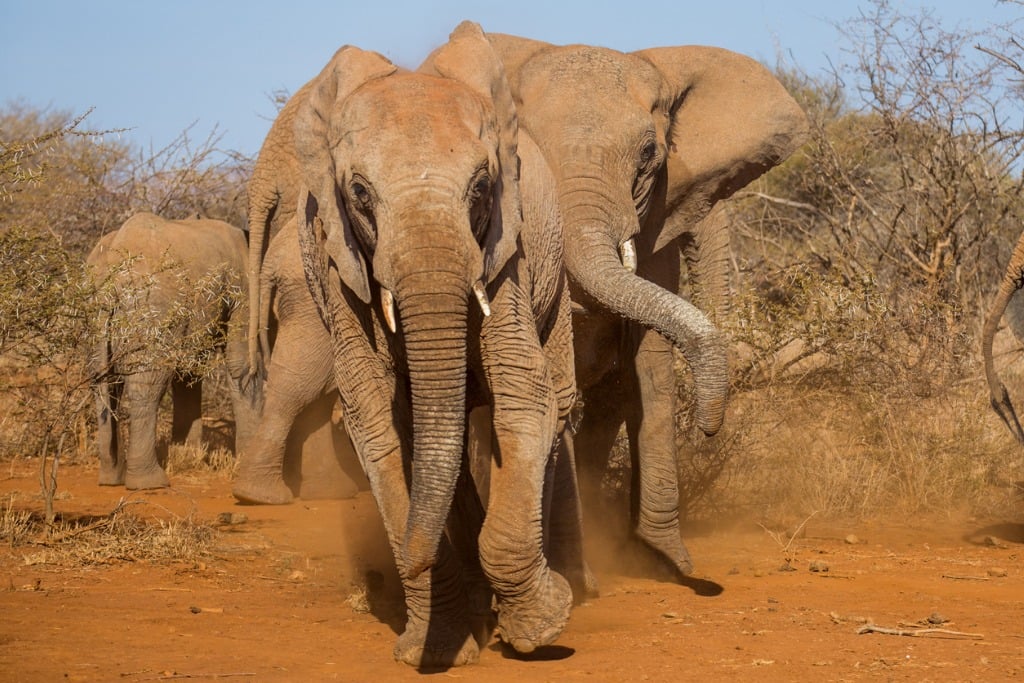 charging elephants picture id492731792 image 