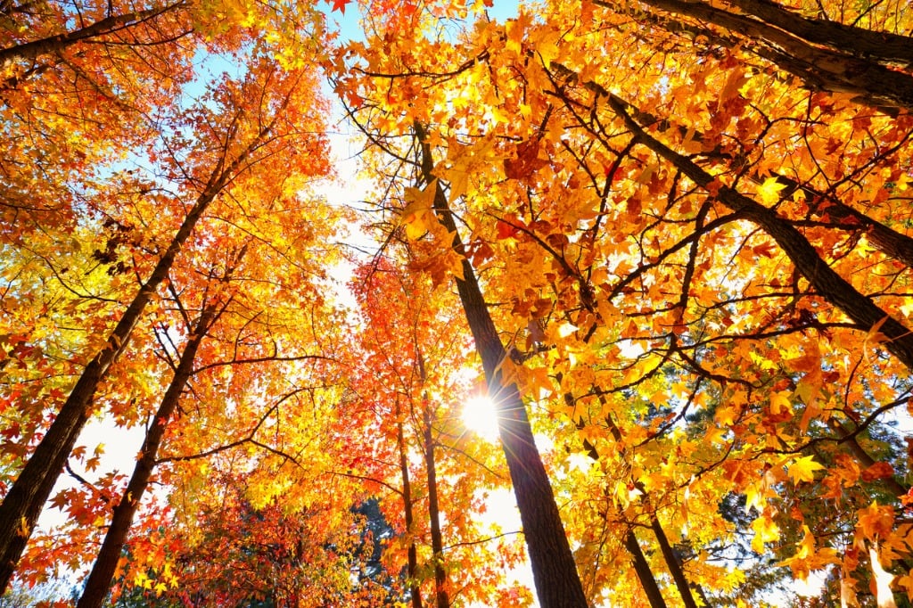 autumn sun shining through a majestic maple tree picture id836594696 image 