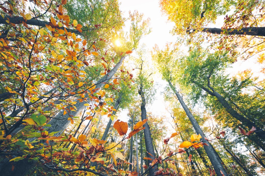 camera settings for fall foliage image 