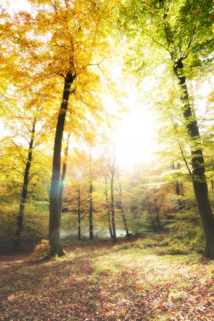 autumn morning in the beech forest picture id174787414 image 