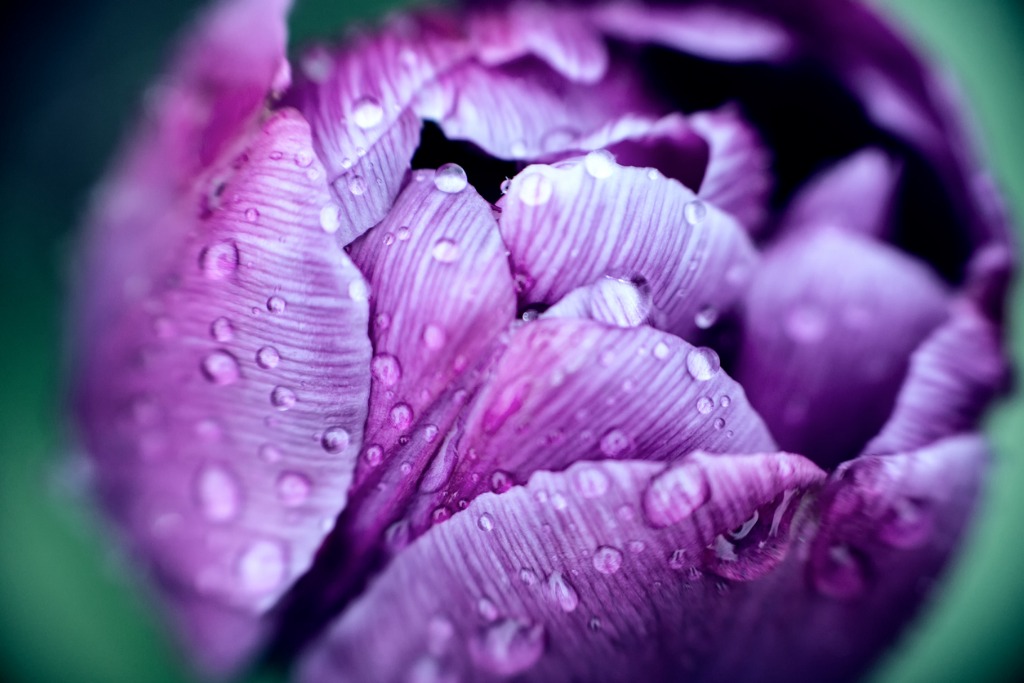 ultra violet pantone colour striped tulip covered in raindrops picture id913650676 image 
