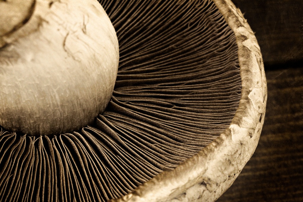close up bottom view of a portobello mushroom picture id472604278 image 