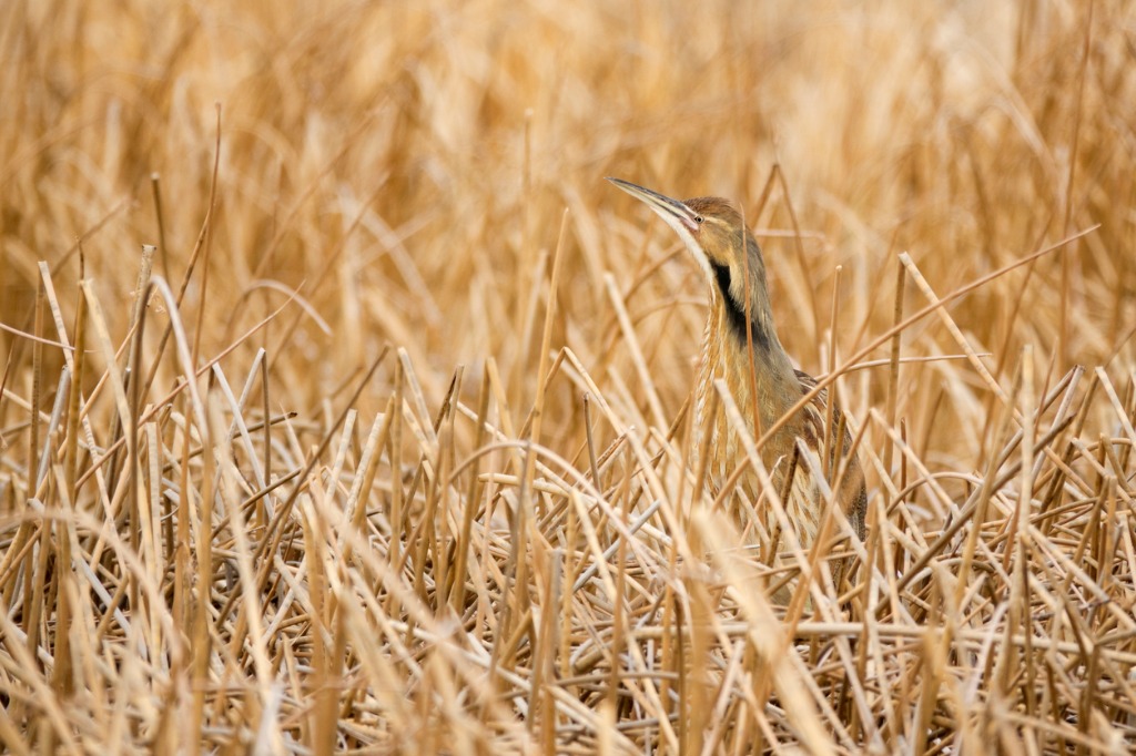 american bittern camouflaged sheldon national wildlife refuge reeds picture id674226878