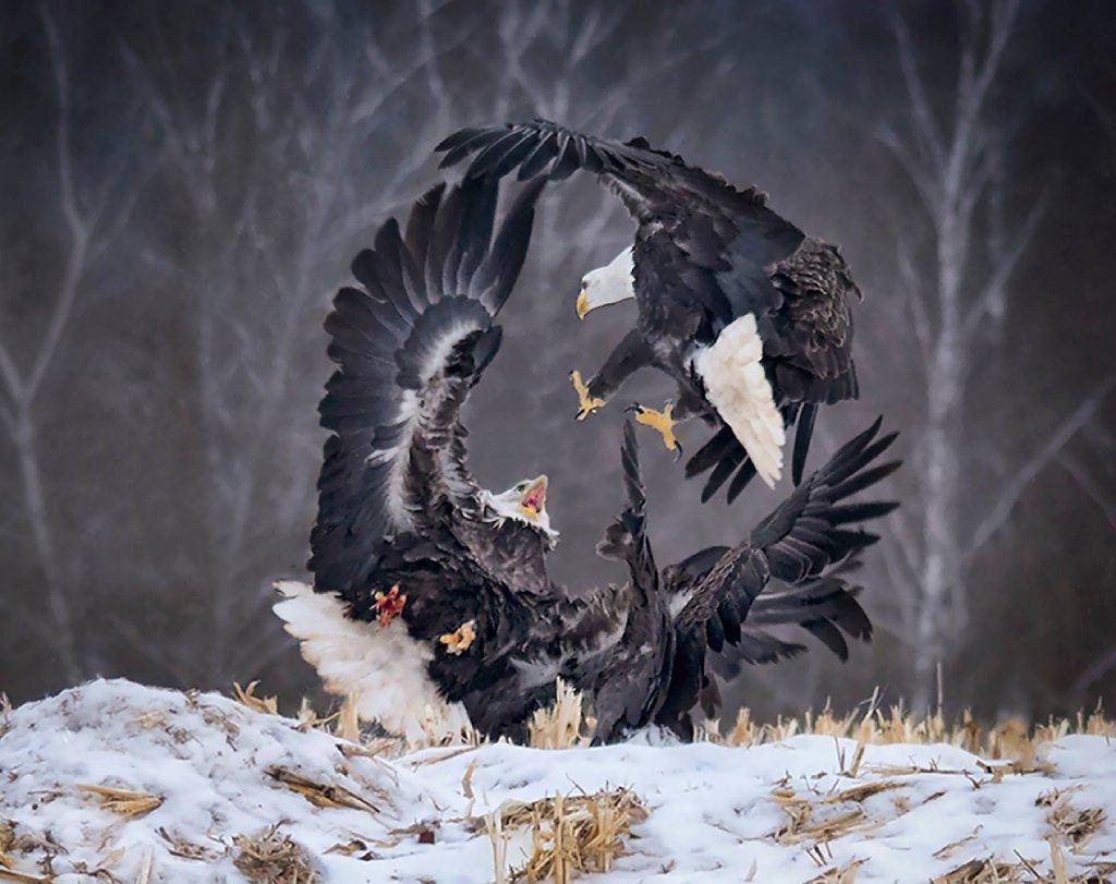 bald eagles image 