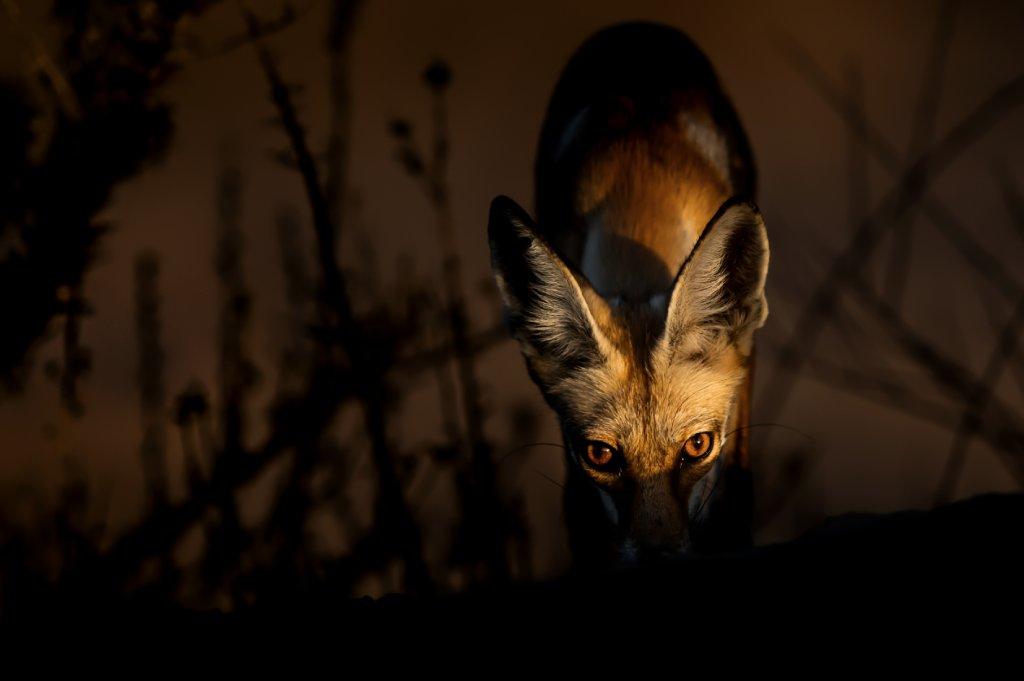 fox image 