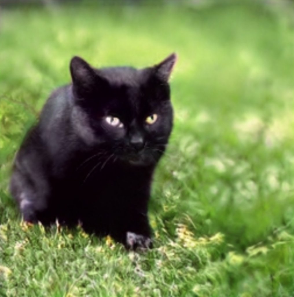 black cat image 