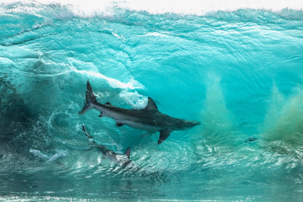 great white shark image 