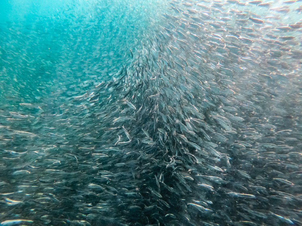 sardine run image 