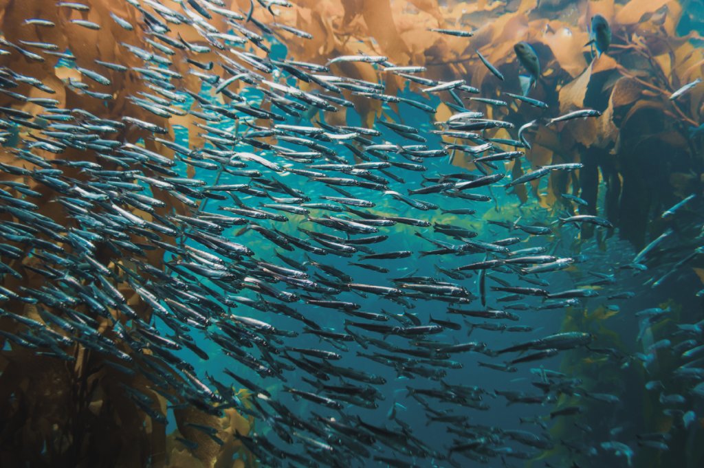 sardines image 