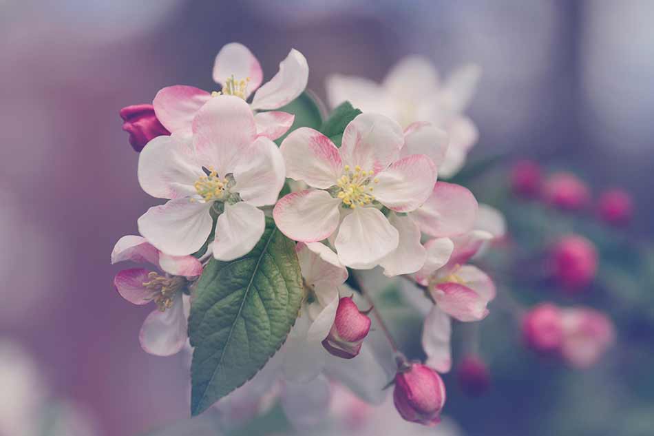 Spring Flower Photography Tips