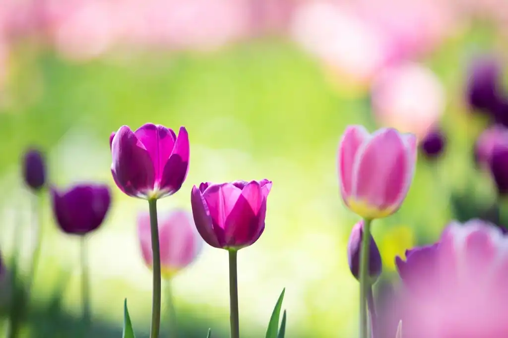 spring photography wallpaper