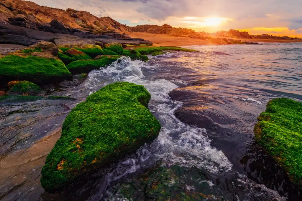 colorful sunset on the sea shore with green algae picture id1131543490 image 