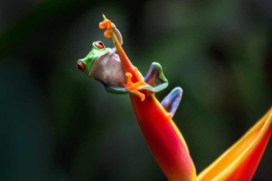 Photographing Colorful Costa Rican Frogs image 