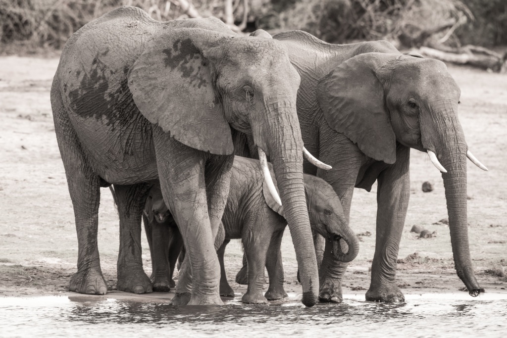 botswana is known for elephants 2 image 